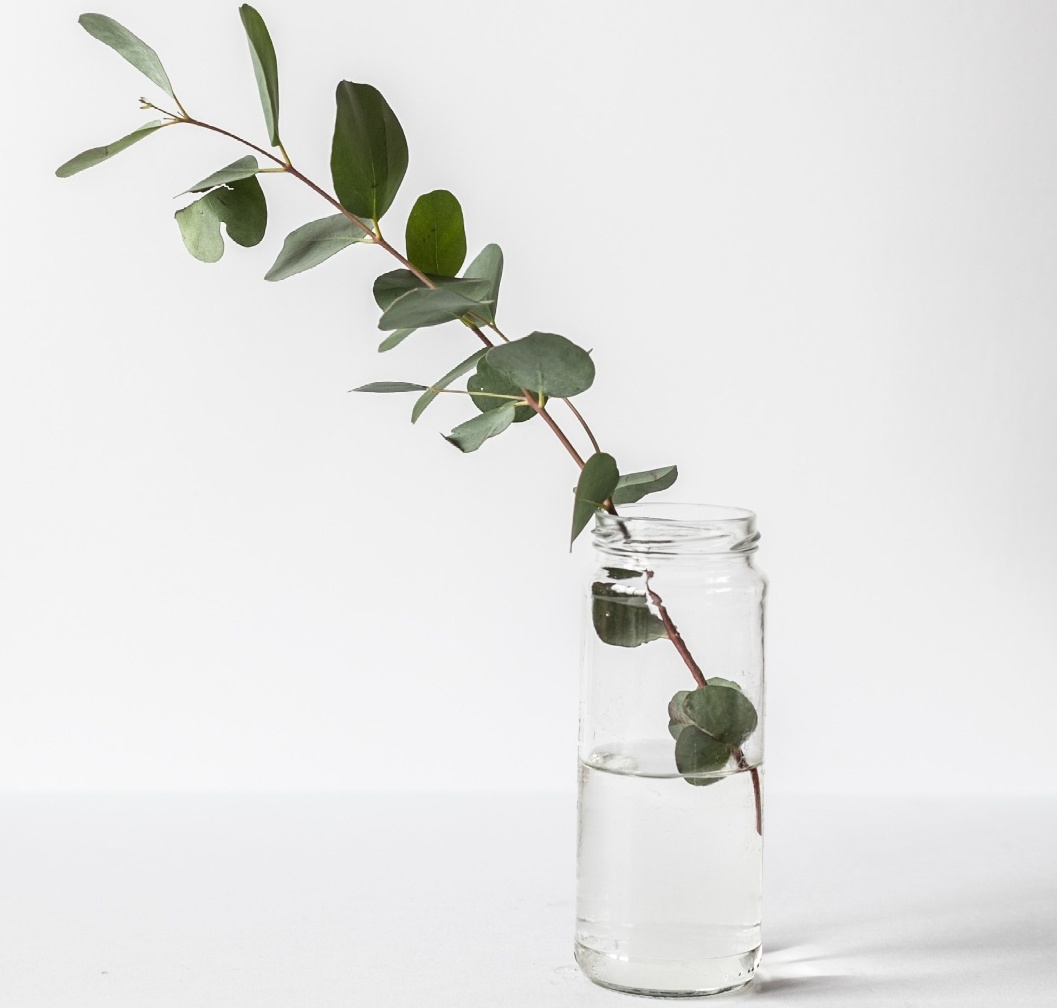 Image of a pant in a glass in front of a white background. An Orlando therapist can get you started in anxiety therapy with online therapy in Florida 32205. Get control of your anxiety symptoms with anxiety treatment in Orlando, FL 32204. Contact us today and learn more about anxiety treatment in Winter Park, FL 32819. 32801