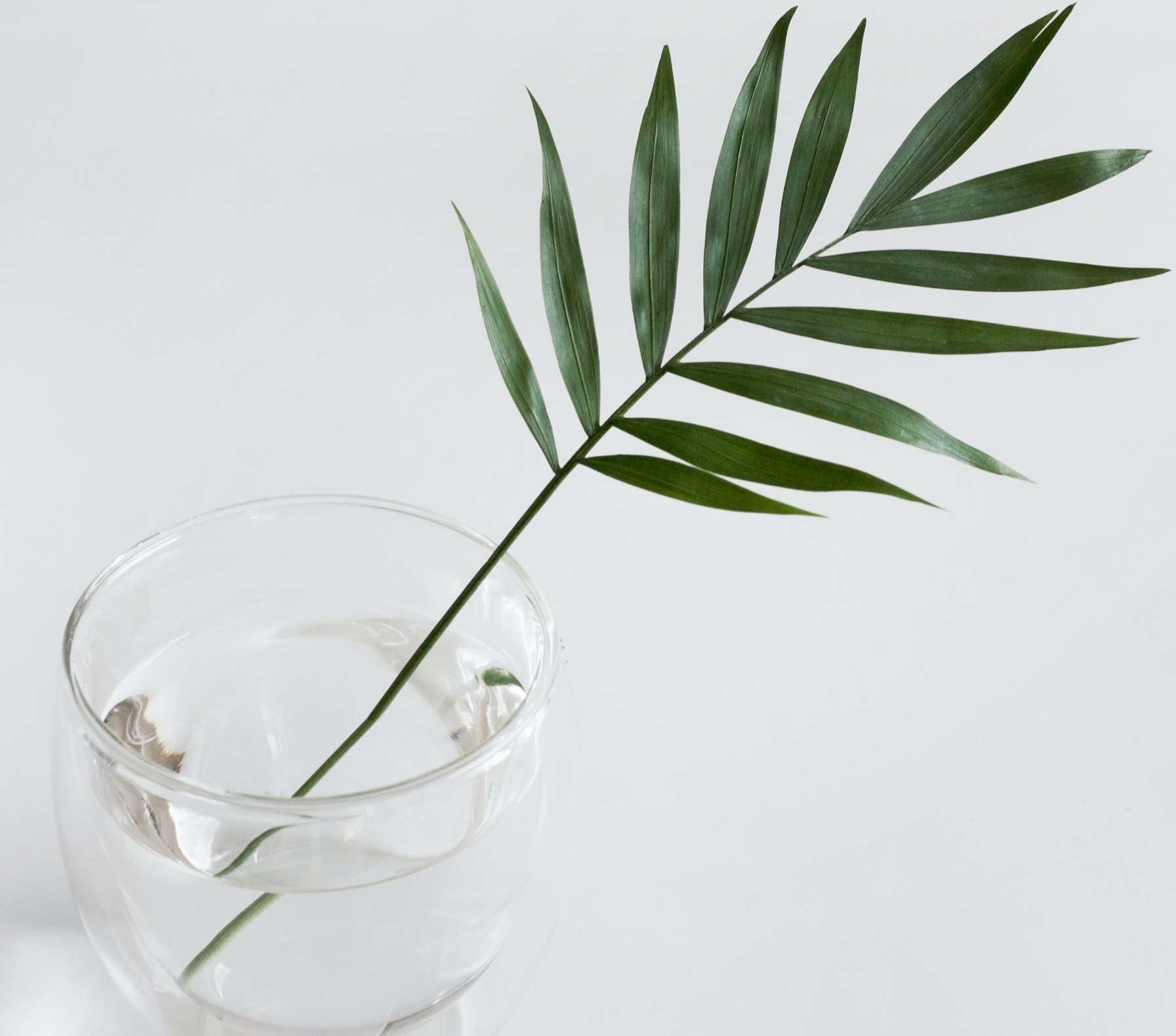 Image of a palms leaf in front of a white background. Our anxiety therapists in Winter Park, FL can help through online therapy in Florida. With anxiety therapy you don't have to keep struggling with anxiety symptoms in the Orlando area 32789. Are you ready to start anxiety treatment in Winter Park, FL 32792? Call today! 32803 | 32801