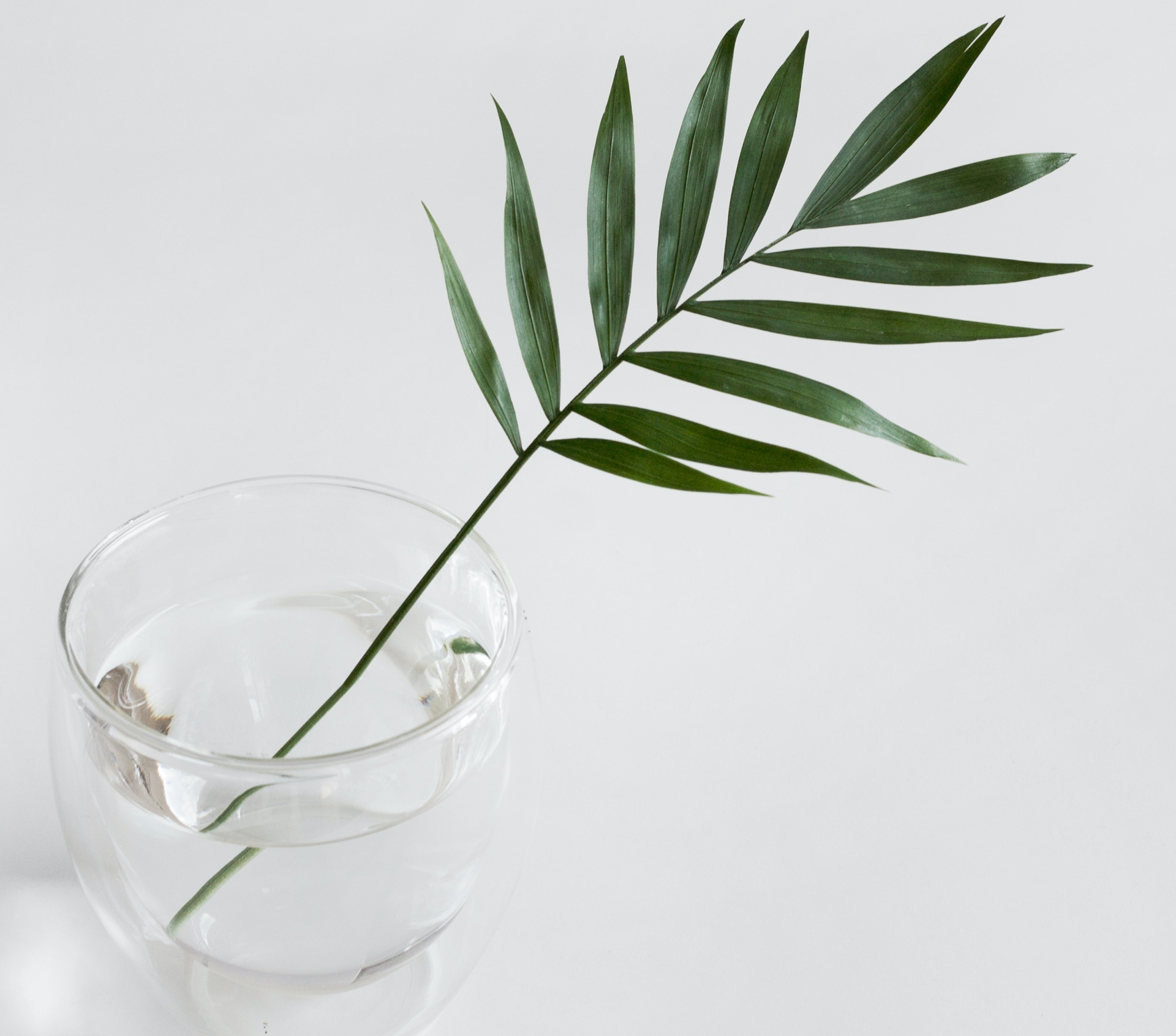 Image of a palm leaf in a glass bowl. Bariatric therapy can help you post-bariatric surgery in Orlando, FL area 33626. Our bariatric therapist is ready to help you today in Winter Park, FL 33755! Contact us to start bariatric surgery counseling in Orlando, FL 33129. Florida 32765