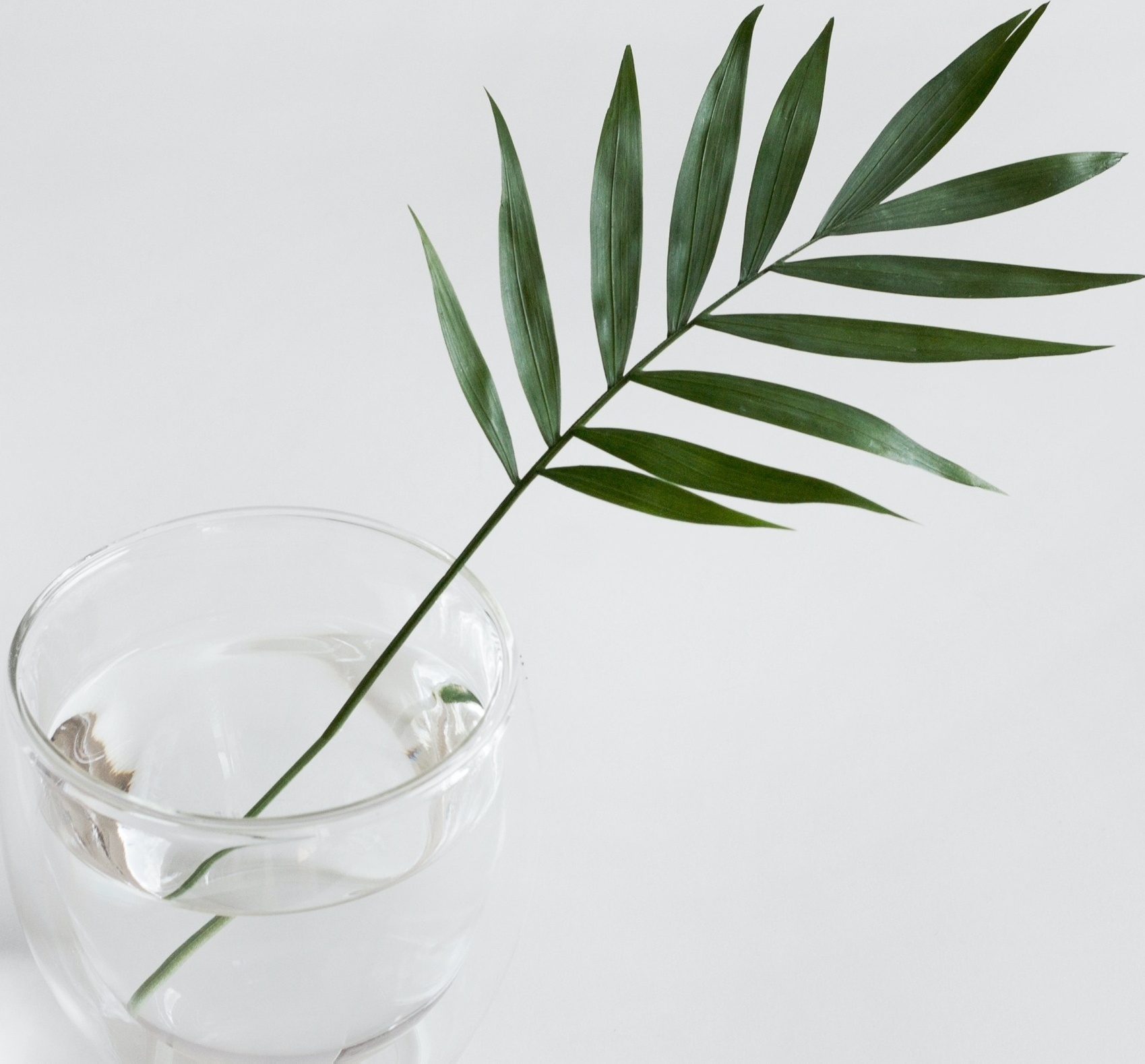 Image of a single palms leaf in front of a white background. Our trauma therapists in the Orlando area can help. With PTSD treatment you don't have to keep suffering from trauma symptoms in Orlando, FL 32789. Are you ready to start trauma therapy in Winter Park, FL 32792? Call today! 32803 | 32801