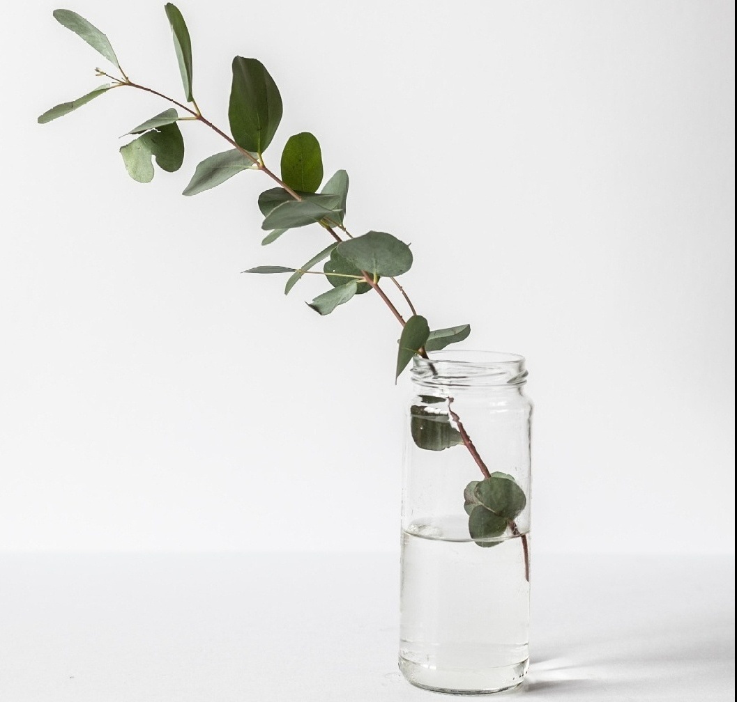 Image of a green plant in a jar of water. Have you heard of eye movement desensitization and reprocessing? Are you curious if EMDR in Winter Park, FL could help you? Contact our EMDR therapists today to start EMDR therapy. Reach out now!