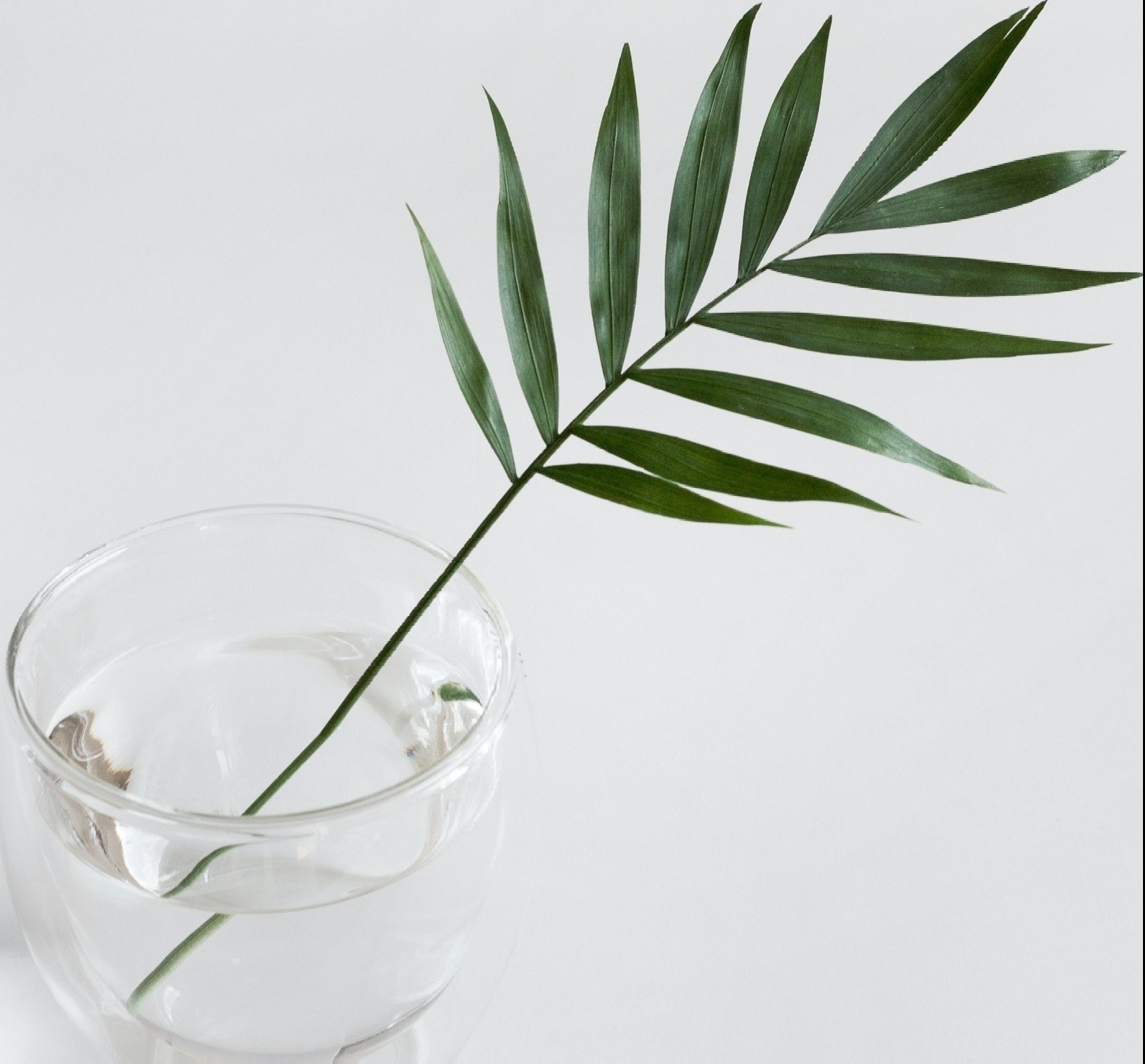 Image of a branch with long thing dark green leaves in front of a white background. We provide "counseling for teens near me" in Orlando and Winter Park, FL 33701. Our therapist for teens in Winter Park, Florida are here to help you! Get support for you teenager with therapy for teens in Orlando, Florida 33129.