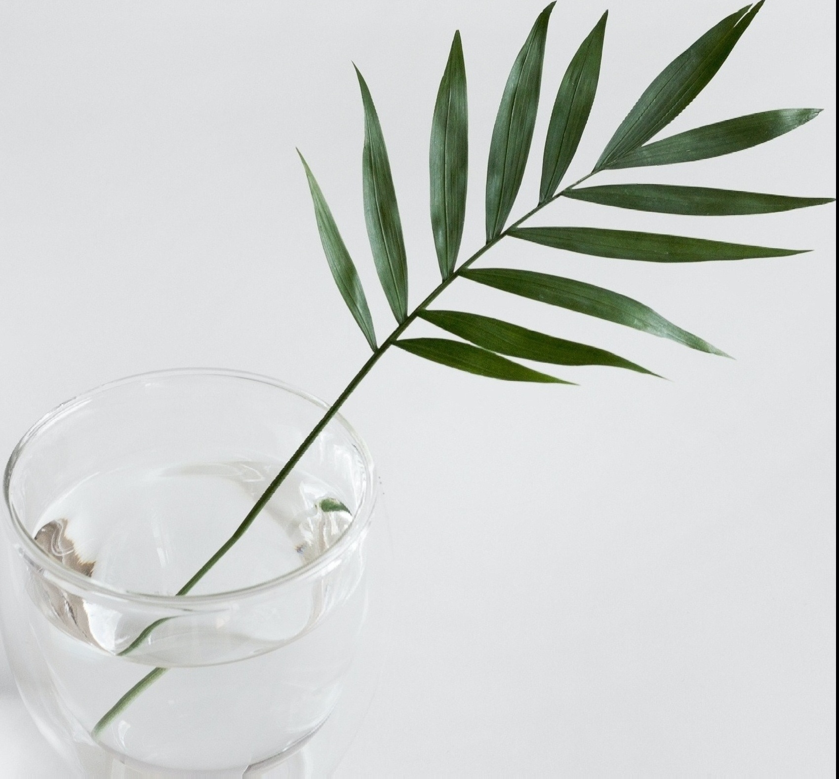 Image of deep green palm tree branch in a glass of water. Are you searching for an Orlando grief counselor for grief therapy in Orlando, FL? We have bereavement counselors who can help! Reach out now to start grief counseling in Winter Park, FL 33601.