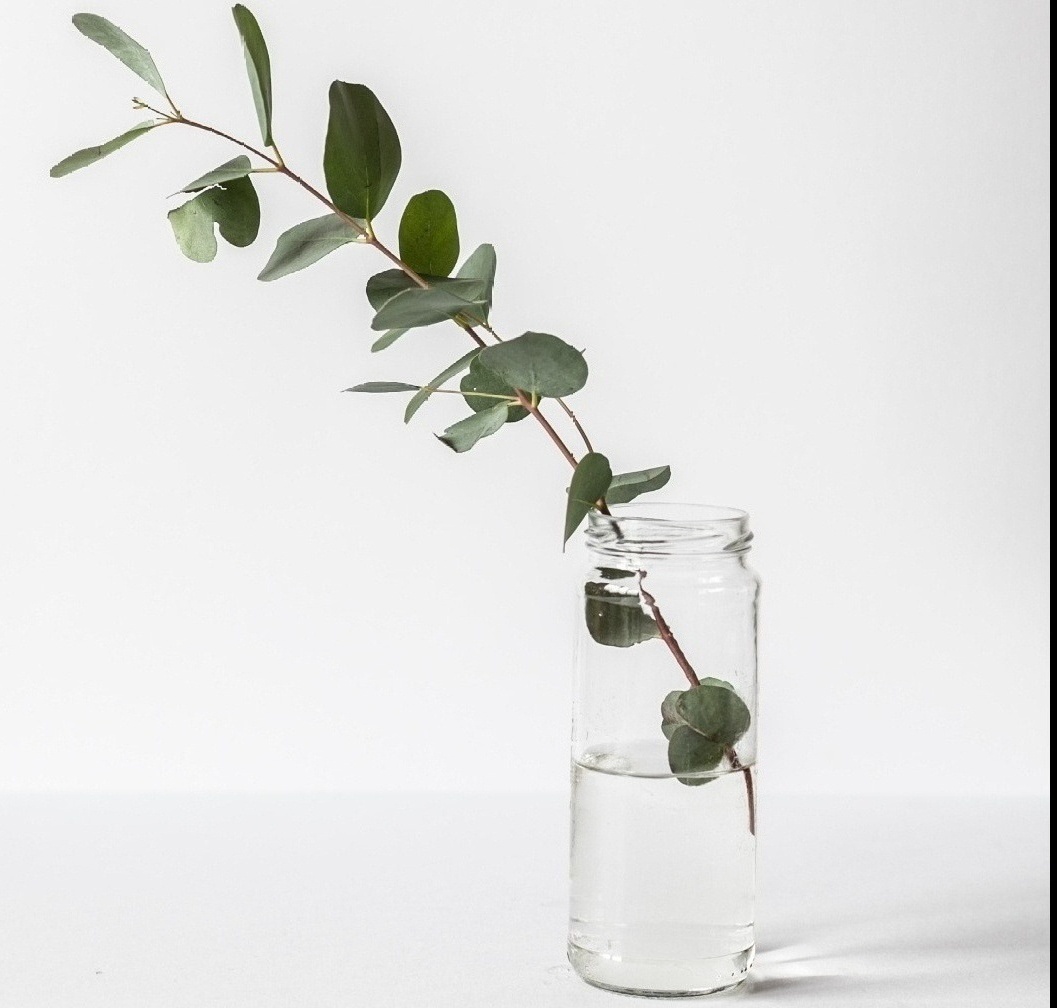 Image of a branch with green leaves in a tall glass jar with water. Life transition counseling can help you no matter what change you are going through right now. You'll gain skills and techniques during life transitions therapy in Orlando, FL 33626. You can speak to a life transitions therapist in Orlando today! Call now.