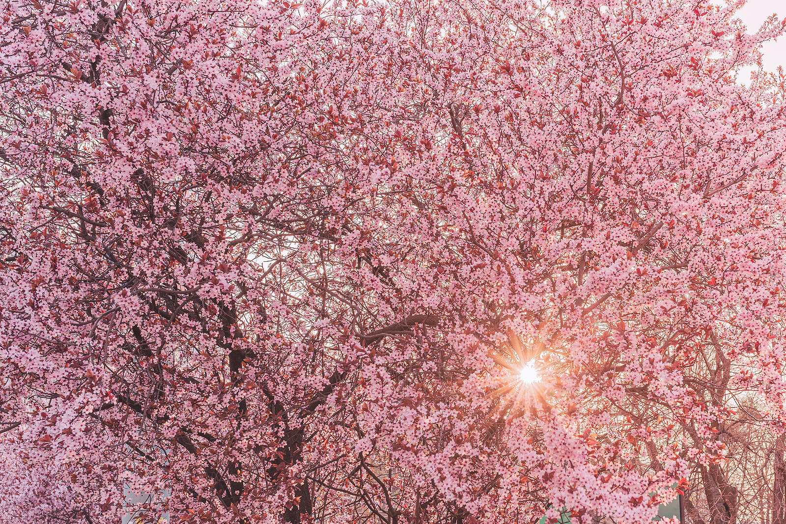 Photo of a light shining through a tree with small pink flowers representing the growth that can happen when you participate in trauma therapy with one of our Orlando therapists.
